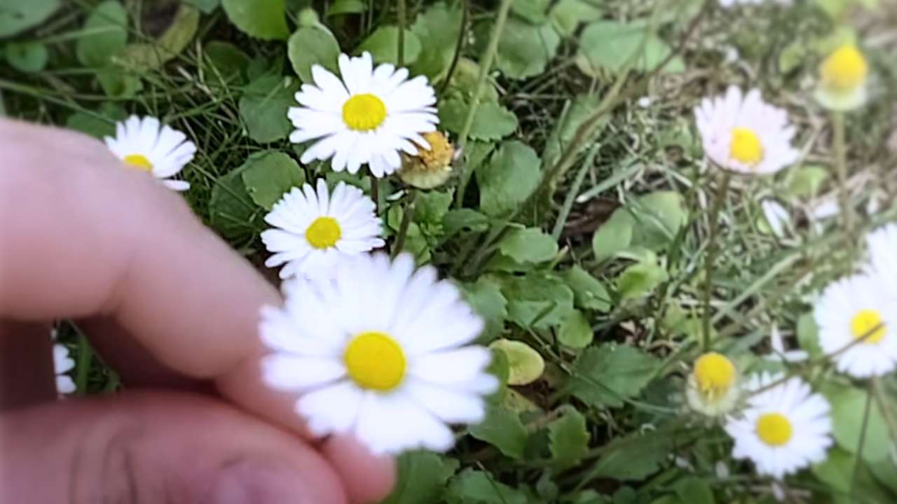 vlcsnap-2020-08-17-15h47m12s010